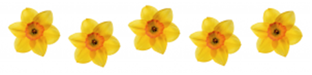 narcis
