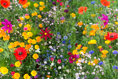 MTF-Flora days